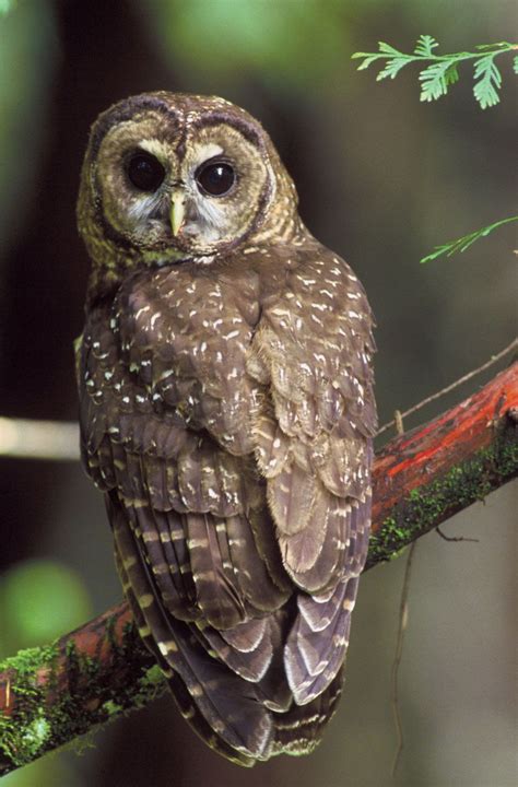 Spotted Owl Bird Britannica
