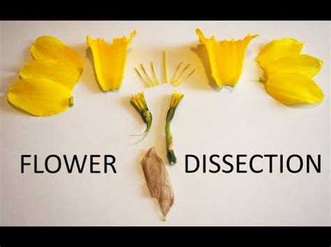 daffodil flower dissection youtube