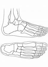 Foot Bones Anatomy Sketch Myhealth Alberta Ca Pages sketch template
