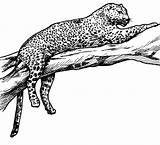 Leopardi Disegno Leopardos Stampare Desenho sketch template