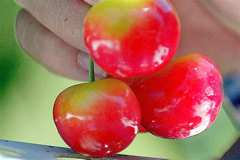 cherry growers worried chinese tariffs  hurt  biggest foreign