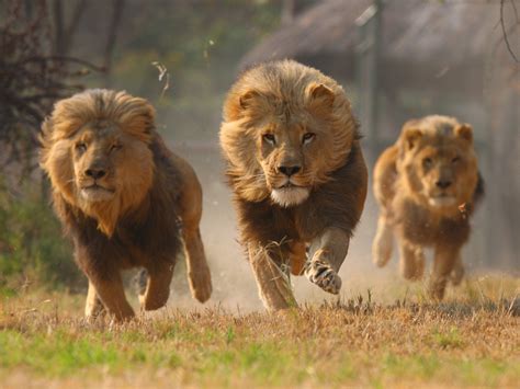 african lion facts   saharan big cats pinstorus