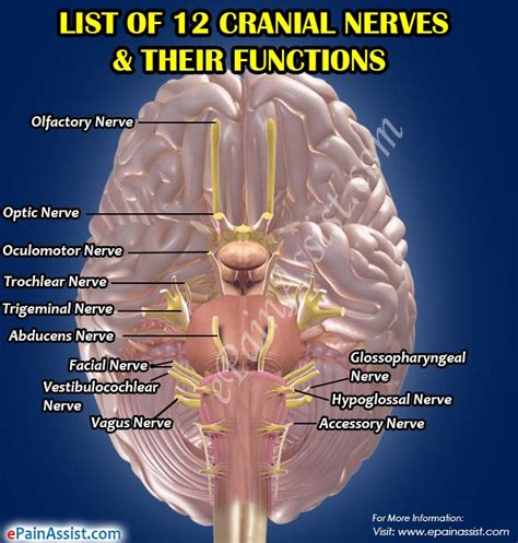 list of 12 cranial nerves and their functions