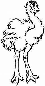 Ostrich Coloring Young Pages Printable Clipart Categories Nest Eggs Supercoloring sketch template