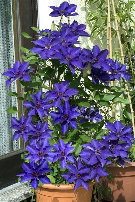 20 Best Clematis With Blue Flowers Balcony Garden Web