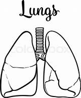 Lung Lungs Sketch Human Drawing Vector Clipart Drawn Hand Illustration Clipartmag Anatomy Tuberculosis Realistic Isolated Getdrawings Paintingvalley sketch template