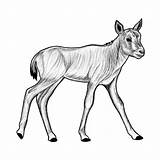 Oryx Arabian Foal sketch template