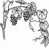 Uvas Pintar Vines Grapes Grape Grapevine Enredadera Enredaderas Branches sketch template