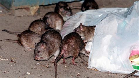 researchers uncover  disgusting truth  nyc rats