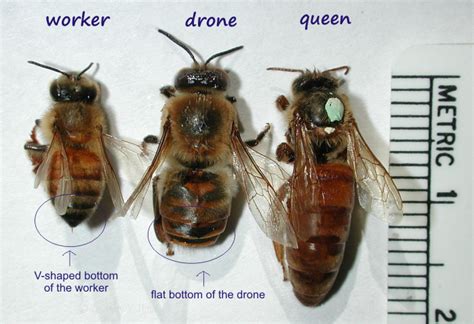 information  bees