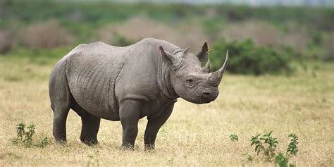 justice system   crosshairs  alleged rhino poaching kingpin   court huffpost