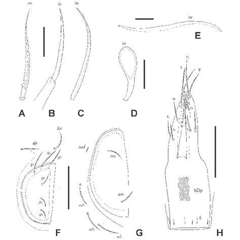 ceratozetes baleensis sp n a rostral seta b