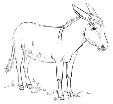 donkey coloring page  printable coloring pages donkey drawing