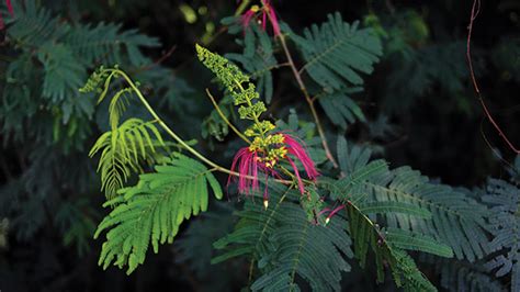 bunga kaliandra calliandra calothyrsus tahura bandung tahura bandung