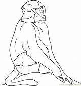 Coloring Baboon Baboons Pages Hamadryas Coloringpages101 Printable sketch template