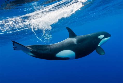 pacific killer whales  dying  research shows  saloncom