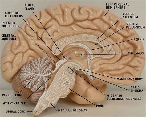 brain model labeled brain anatomy anatomy  physiology brain models