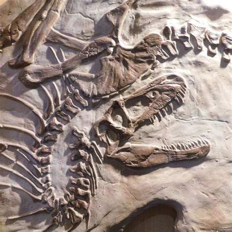 bespoke life sized dinosaur fossil replicas  prehistoric store