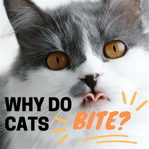 reasons   cat  bite     stop itsm