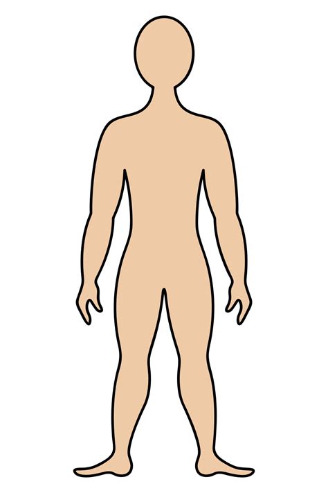 el cuerpo humano ilustracion vectorial de color hombre musculoso en