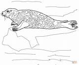 Robben Seehund Tiere Supercoloring Seals Kategorien sketch template