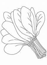 Coloring Spinach Vegetables sketch template