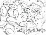 Blood Coloring Pages Red Cell Sketch Cells Book Colouring Anatomy Week Paintingvalley Popular Choose Board sketch template