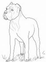 Coloring Dog Pages Corso Cane Puppies Draw Choose Board Dachshund sketch template