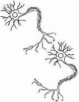 Neuron Neurons Nerve Anatomy sketch template