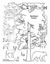 Forest Coloring Deciduous Animals Pages Rainforest Tundra Drawing Biome Printable Trees Habitat Ecosystem Tropical Clipart Habitats Draw Biomes Labeled Animal sketch template
