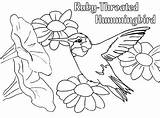 Coloring Throated Hummingbird Pages Bird Ruby Humming Nectar Eat Beauty Getdrawings Flower sketch template
