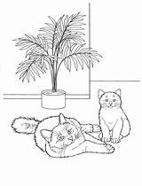 Pisica Colorat Planse Desene Gatti Pisici Animale Coloringpagesforadult sketch template
