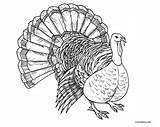 Pages Coloring Turkey Wild Printable Getcolorings sketch template