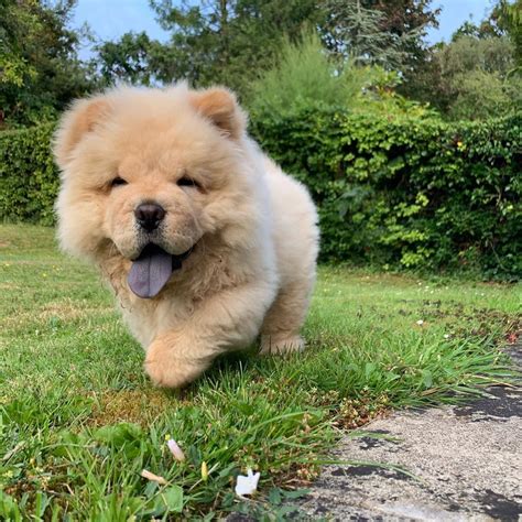 cute chow chow puppy cute fluffy dogs fluffy dogs puppies