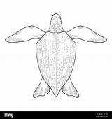 Leatherback Alamy sketch template