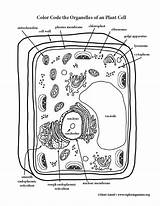Organelles Exploringnature sketch template