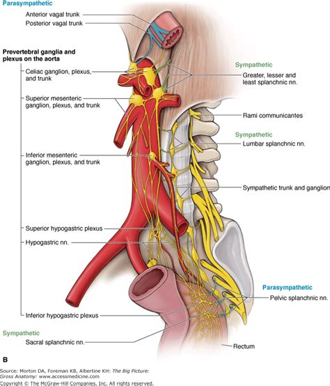 nerves pelvis sacral splanchnic nerves sympathetic ranzcrpart1 wiki