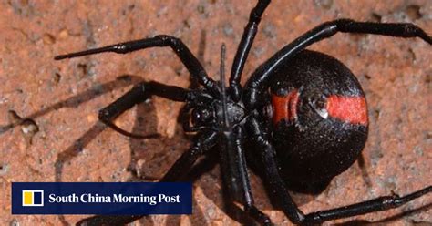 don t feel so sorry for the male black widow spider he has an awful