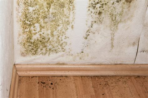 mold remediation cost eliminating mold  household