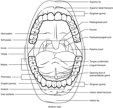 mouth pharynx  esophagus douglas college human anatomy  physiology ii st ed