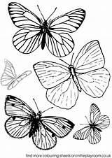 Colouring Butterfly Coloring Pages Printable Butterflies Adult Sheets Colour Small Drawing Adults Book Intheplayroom Playroom Print Kids Printables Drawings Template sketch template