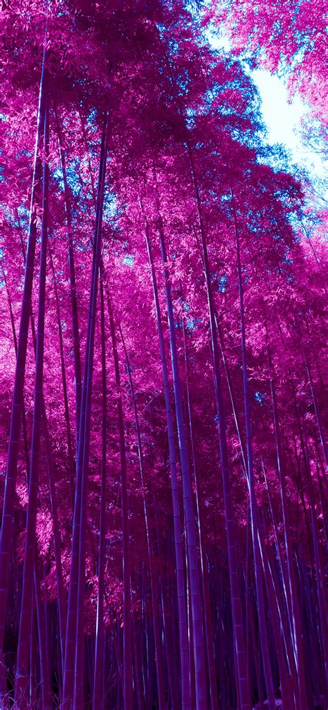 arashiyama bamboo grove wallpaper  bamboo forest infrared kyoto