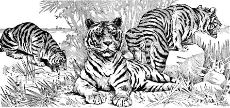 coloring pages tiger background