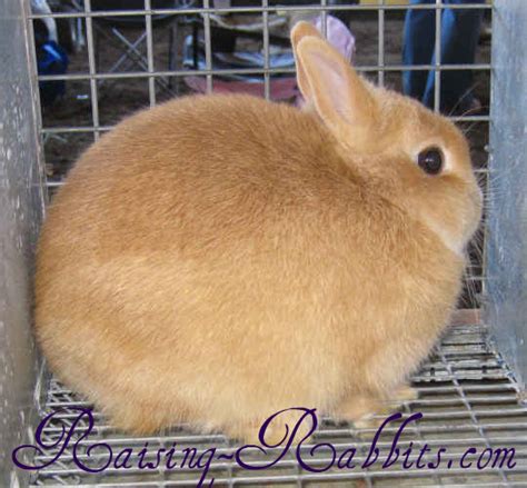 all rabbit breeds recognized in usa by american rabbit