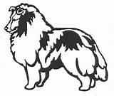 Clipart Sheltie Sheepdog Shetland Dog Clipground Shelties Standing sketch template