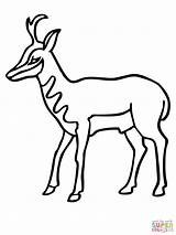 Pronghorn Antelope Coloring Drawing American Clipart Printable Pages Pronghorns Color Online Drawings Version Click Getdrawings Supercoloring Categories 2000px 14kb 1500 sketch template