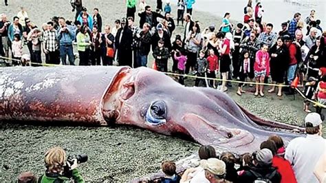 largest sea creatures   world youtube