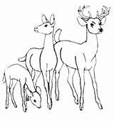 Deer Coloring Pages Tailed Print Tail Printable Family Amelia Color Prints Easy Clip Leave Getcolorings Library Popular sketch template