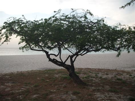 aruba tree beach   worlds aruba
