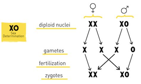 Sex Determination The X Y Zs Of Sex Chromosomes